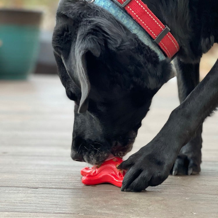 Starfish Nylon Chew Toy