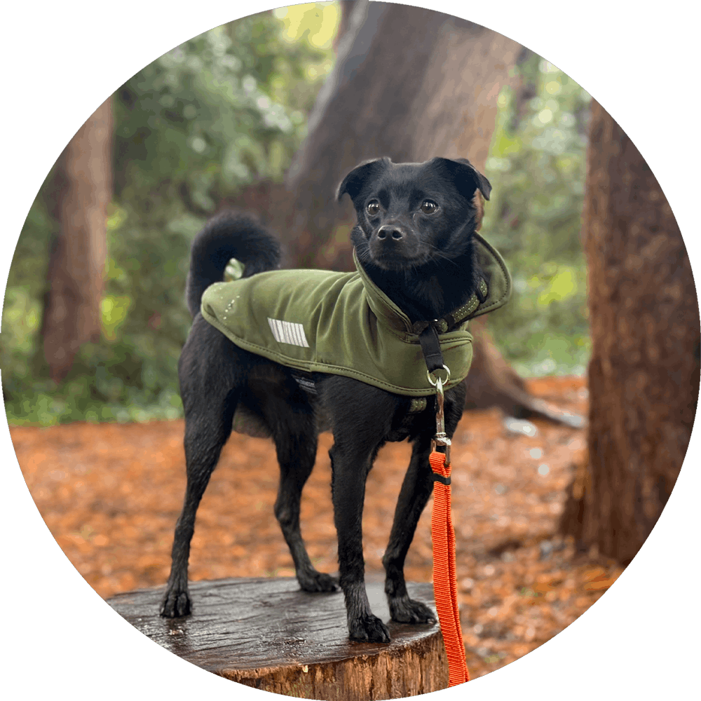 All Weather Dog Jacket