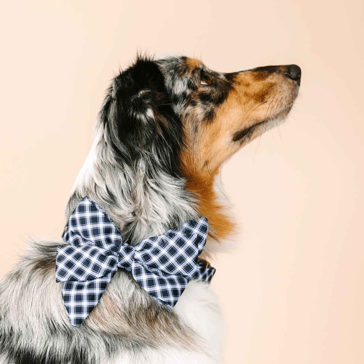 Leighton Dog Babe Bow