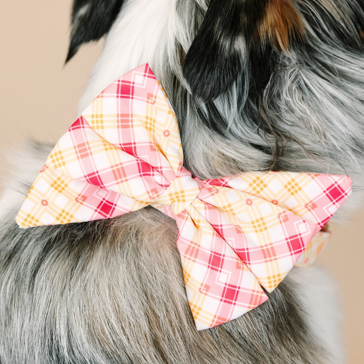 Lottie Dog Babe Bow