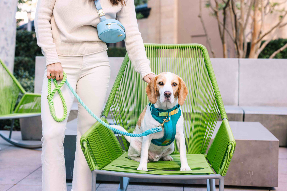 Joey Dog Harness