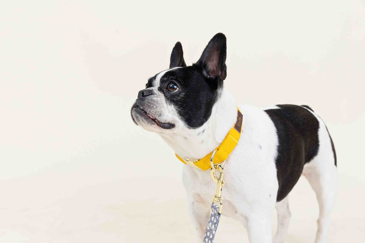 Nova Dog Collar