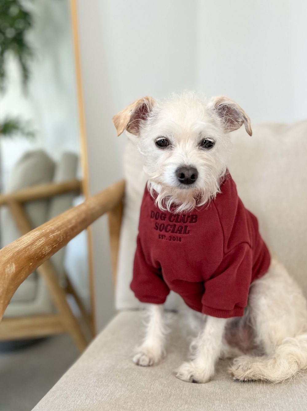 Terry Pullover, Maroon, Dog and Adult Sizes