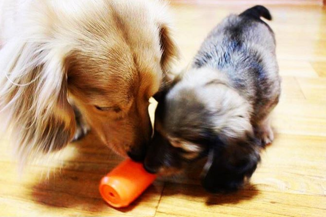 Can Toy Rubber Chew Toy & Treat Dispenser