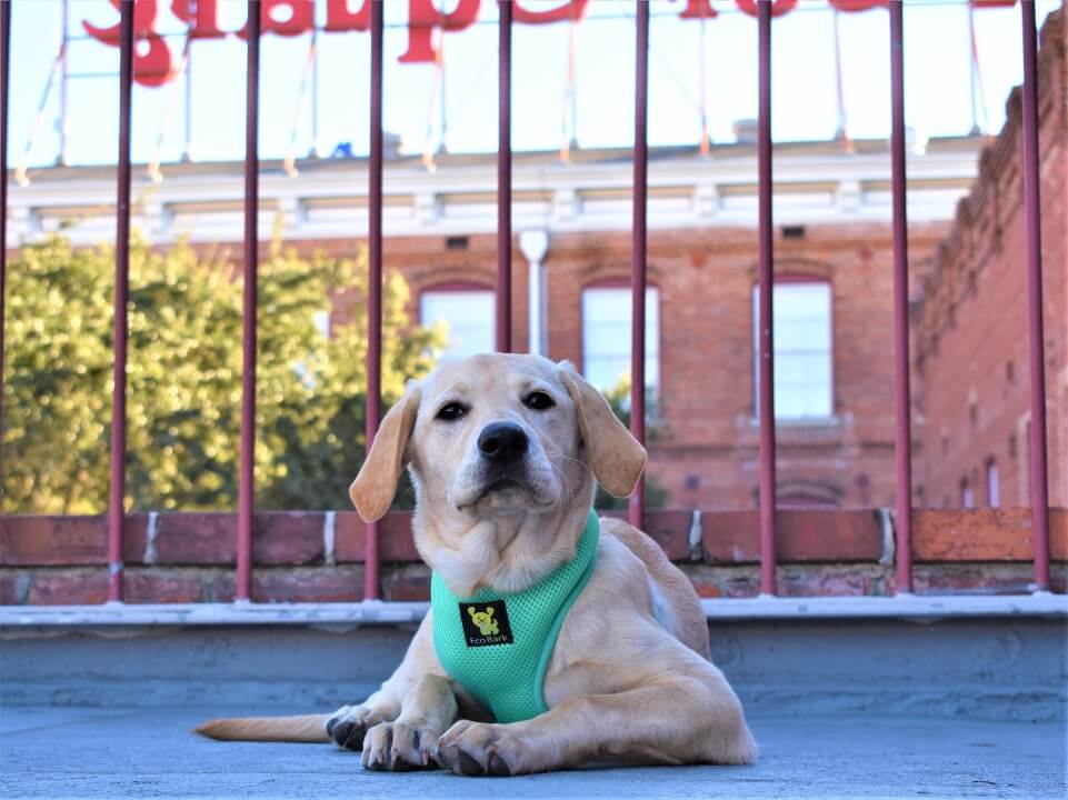 Over-the-Head Dog Harness, Vest Halter, Mint Turquoise