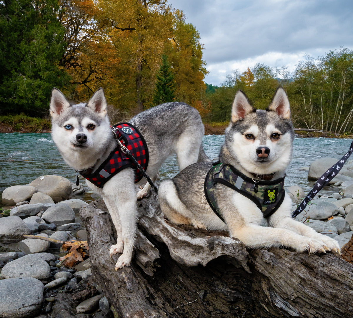 Step-In Dog Harness, Reflective Mesh, Camouflage