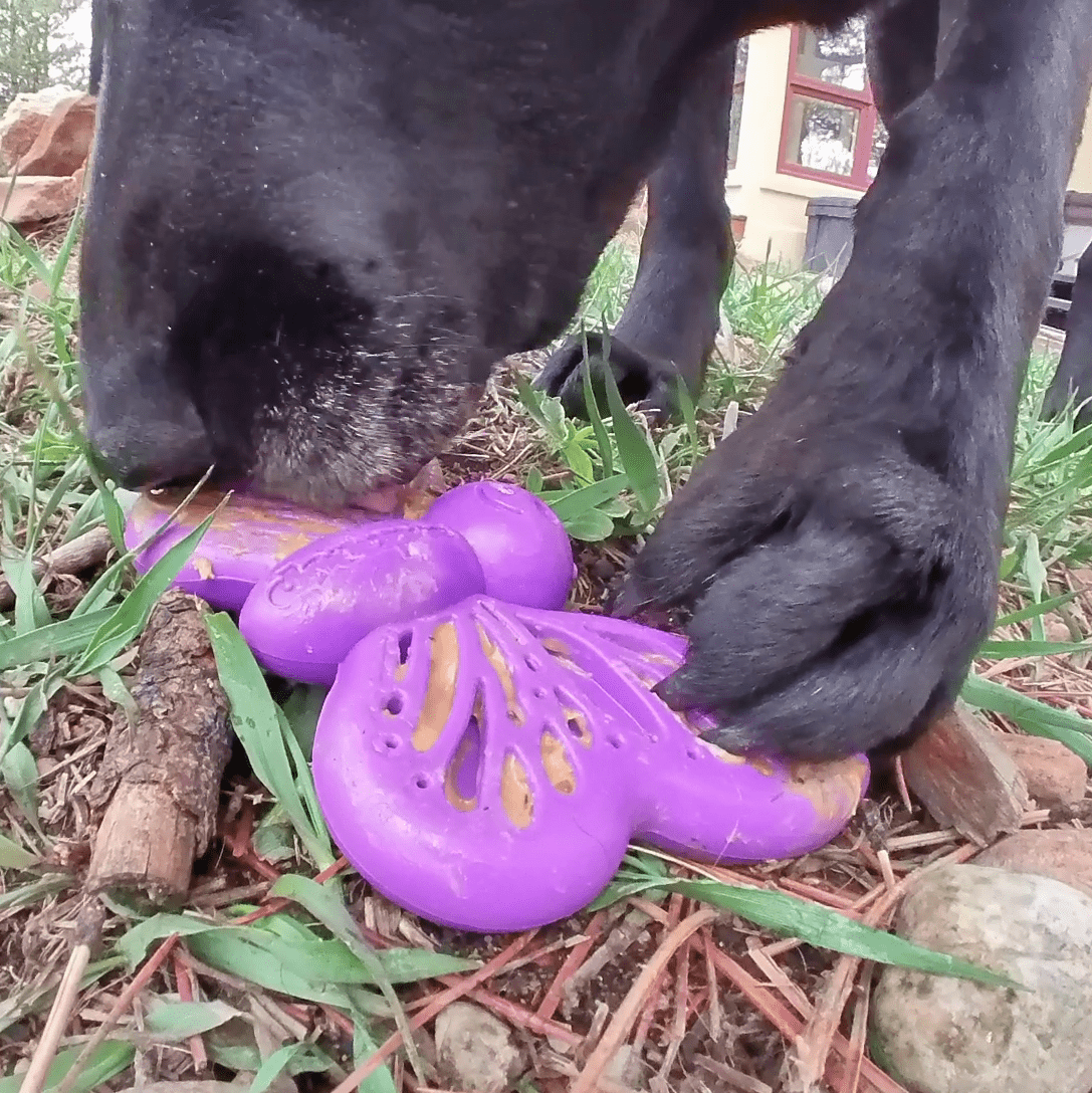 Butterfly Nylon Chew and Enrichment Toy