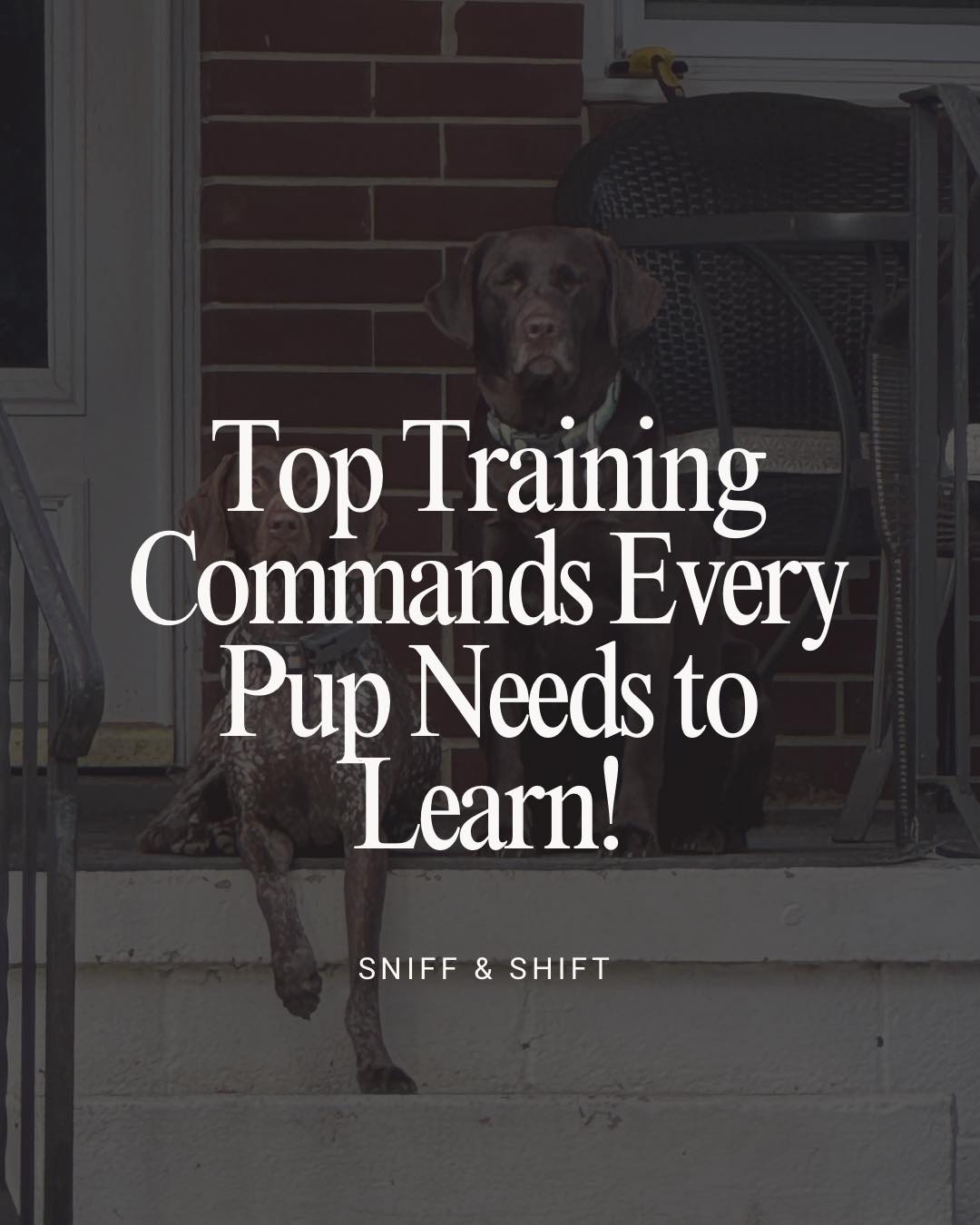 Training isn’t just about learning tricks,it’s the key to a, Sniff and Shift on Instagram