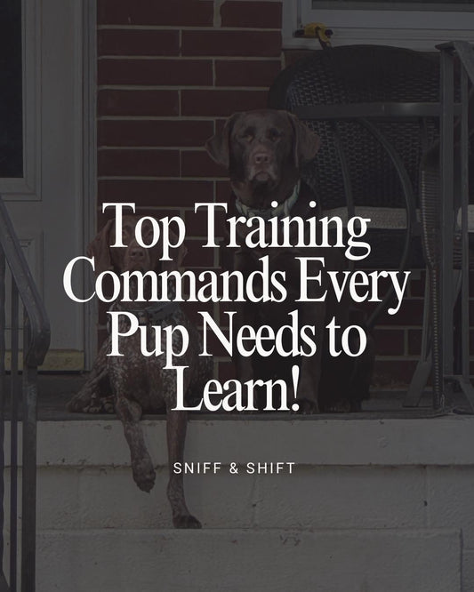 Training isn’t just about learning tricks,it’s the key to a, Sniff and Shift on Instagram
