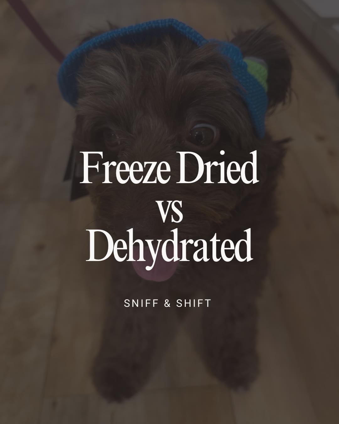 Freeze-Dried vs, Sniff and Shift on Instagram