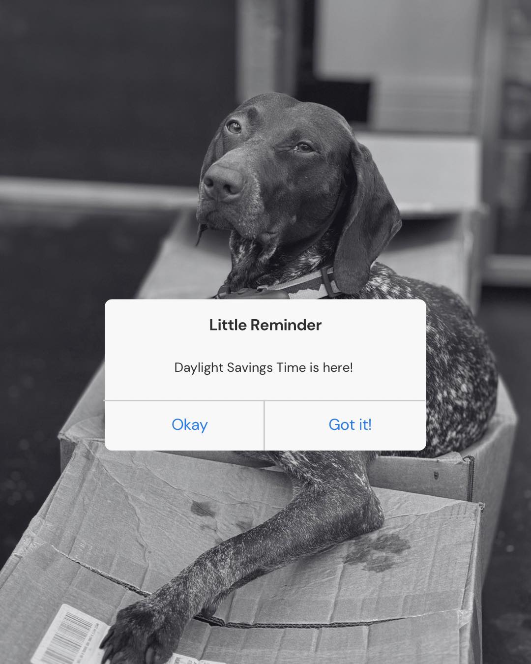 Rise & Shine… or Snooze, Sniff and Shift on Instagram