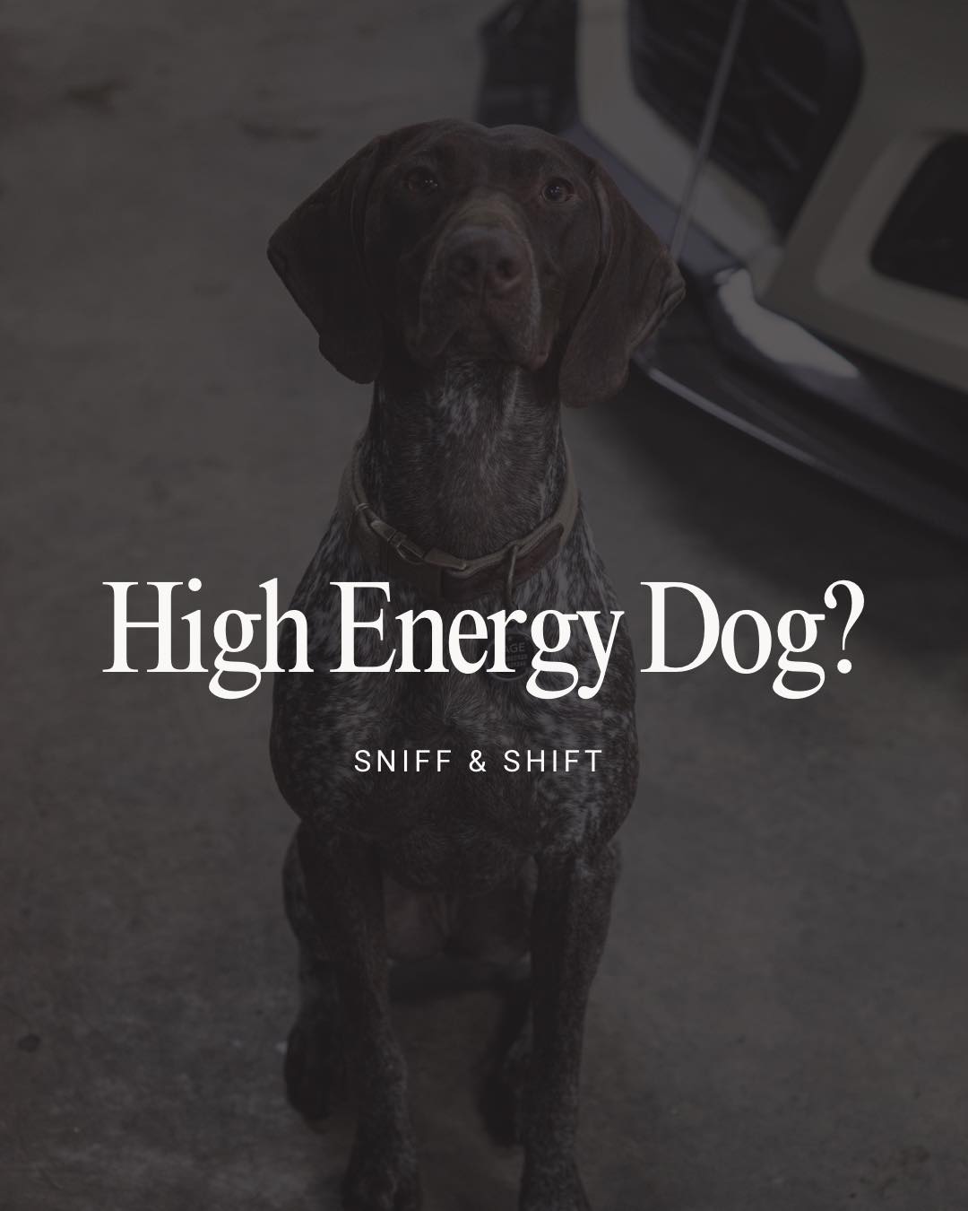 Got a high-energy pup, Sniff and Shift on Instagram
