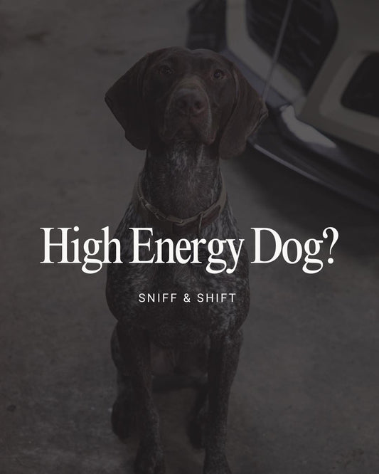 Got a high-energy pup, Sniff and Shift on Instagram