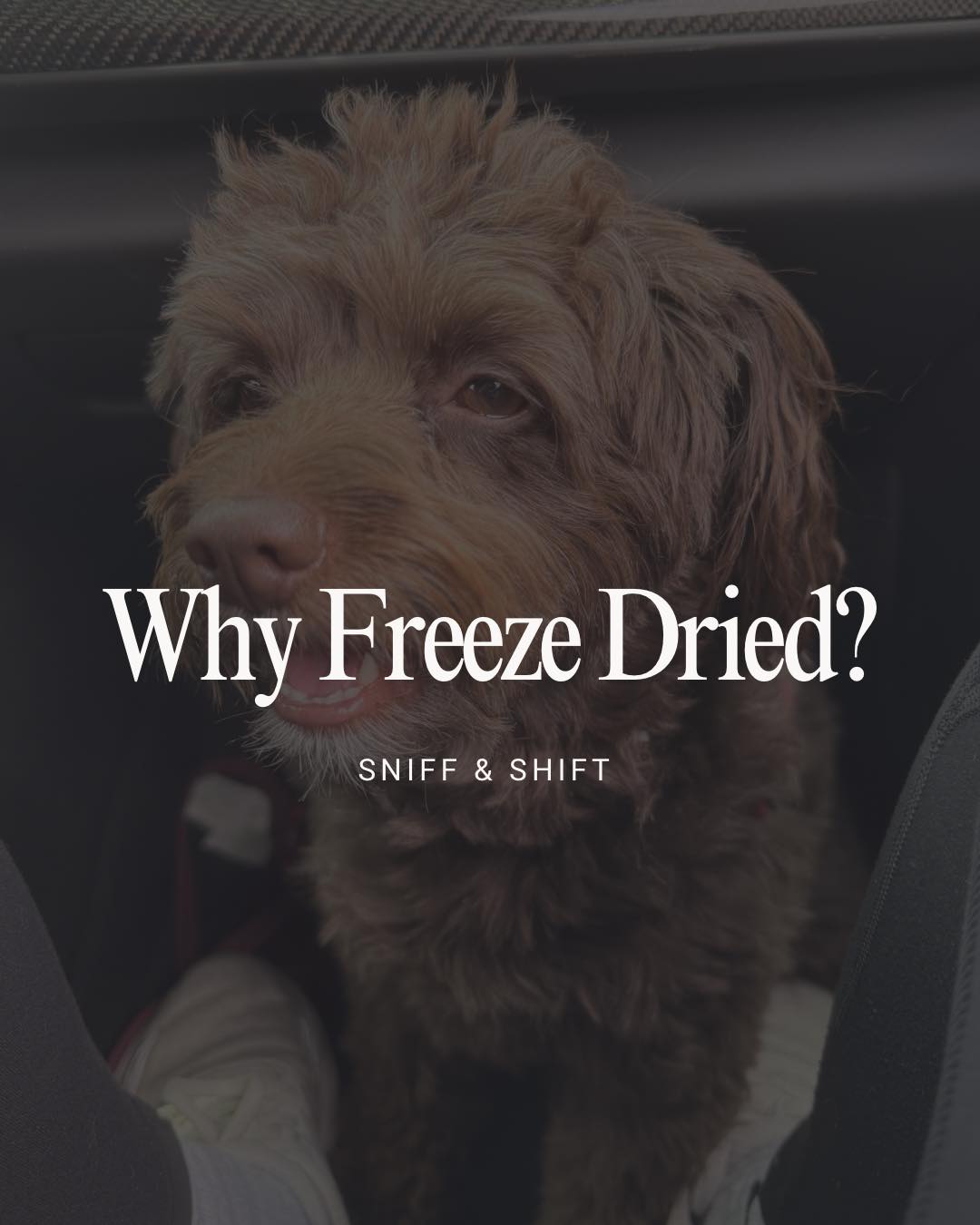 Not all treats are created equal, Sniff and Shift on Instagram
