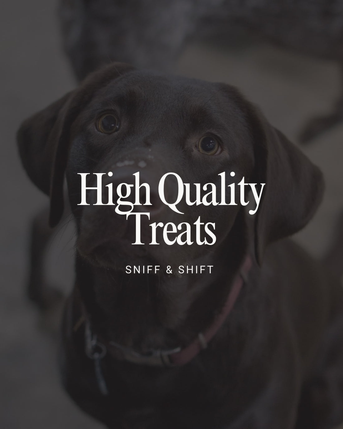 Your dog’s health should always come first, Sniff and Shift on Instagram