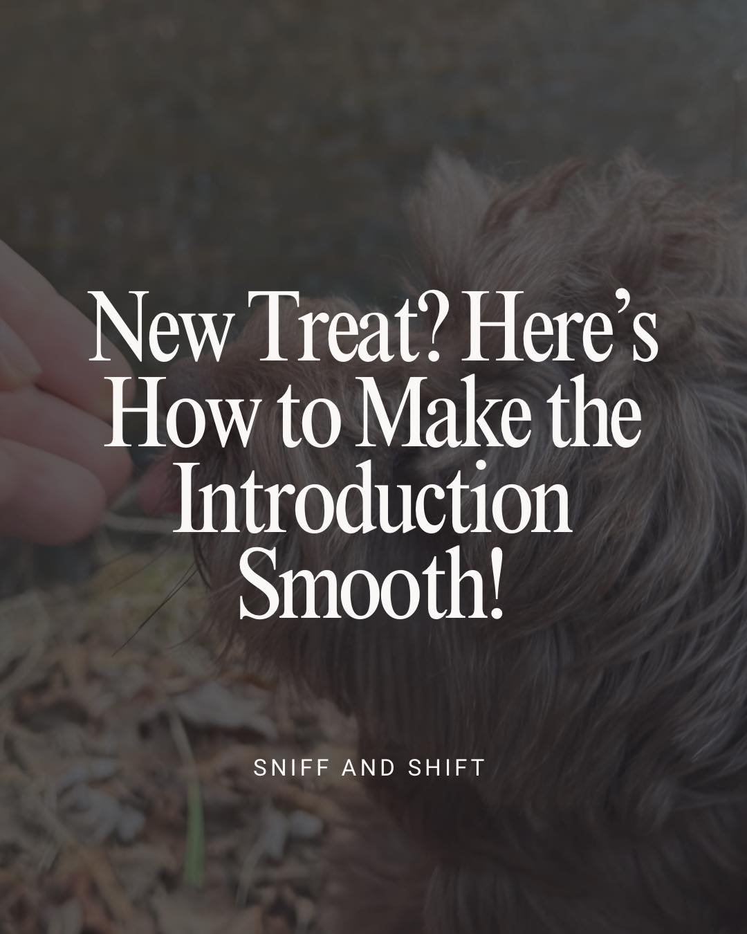 Thinking about adding new treats to your pup’s diet, Sniff and Shift on Instagram
