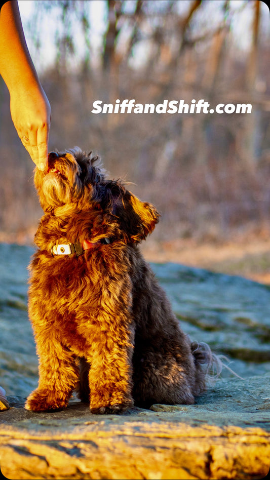Sun’s out, paws out, Sniff and Shift on Instagram