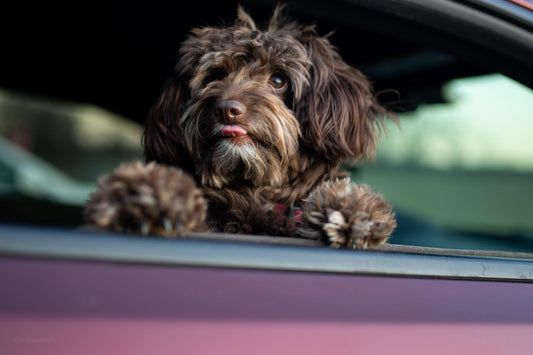 Who’s your co-pilot, Sniff and Shift on Instagram