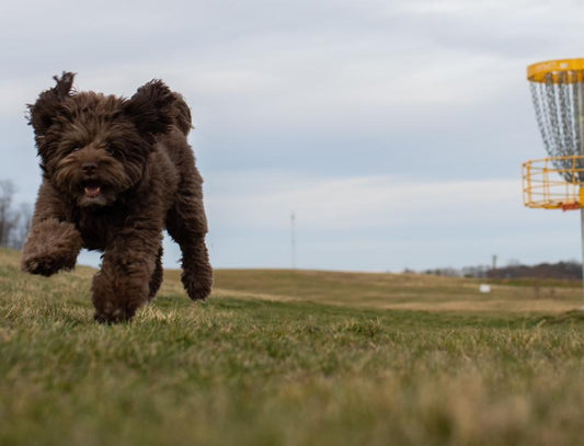 Ella’s rushing in to tell you all about her favorite fishy, Sniff and Shift on Instagram