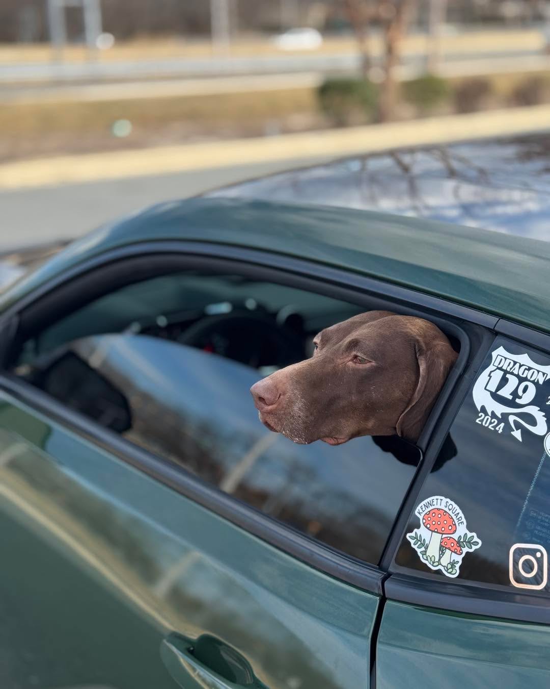 Meet our very first Co-Pilot of the Week: Sage, Sniff and Shift on Instagram