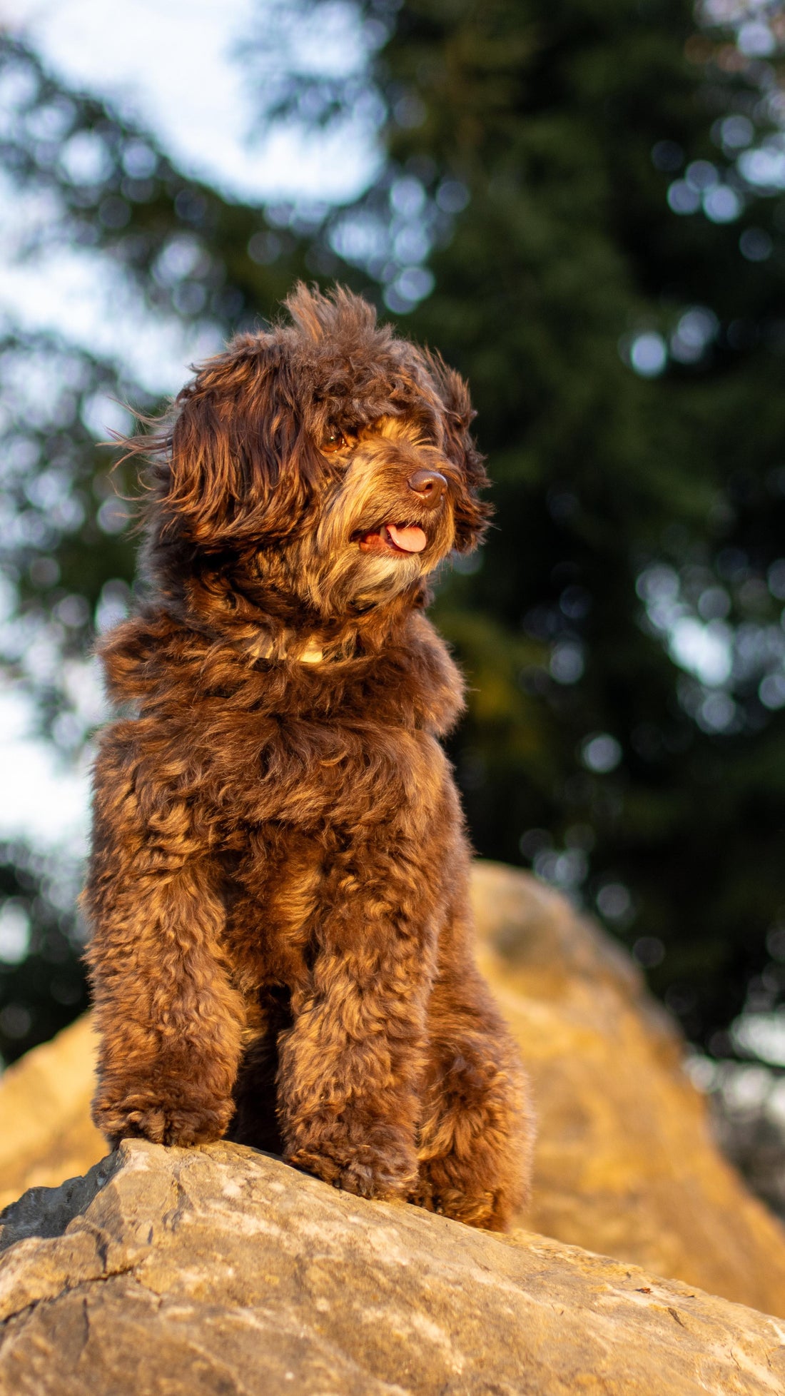 Every journey starts with a spark,and for us, that spark is Ella, Sniff and Shift on Instagram