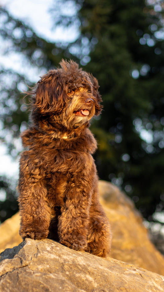 Every journey starts with a spark,and for us, that spark is Ella, Sniff and Shift on Instagram