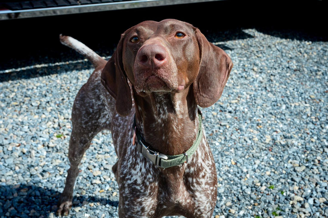We’ve dropped our first treats of the season,and your pets are, Sniff and Shift on Instagram