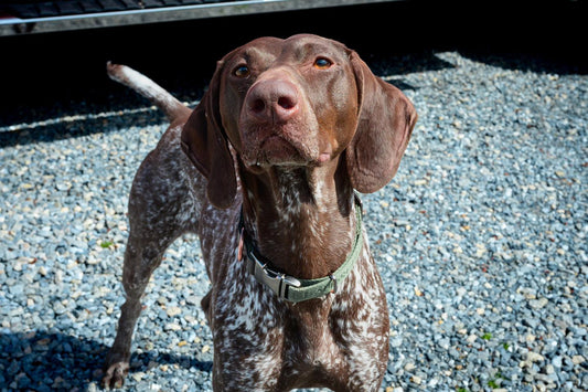 We’ve dropped our first treats of the season,and your pets are, Sniff and Shift on Instagram
