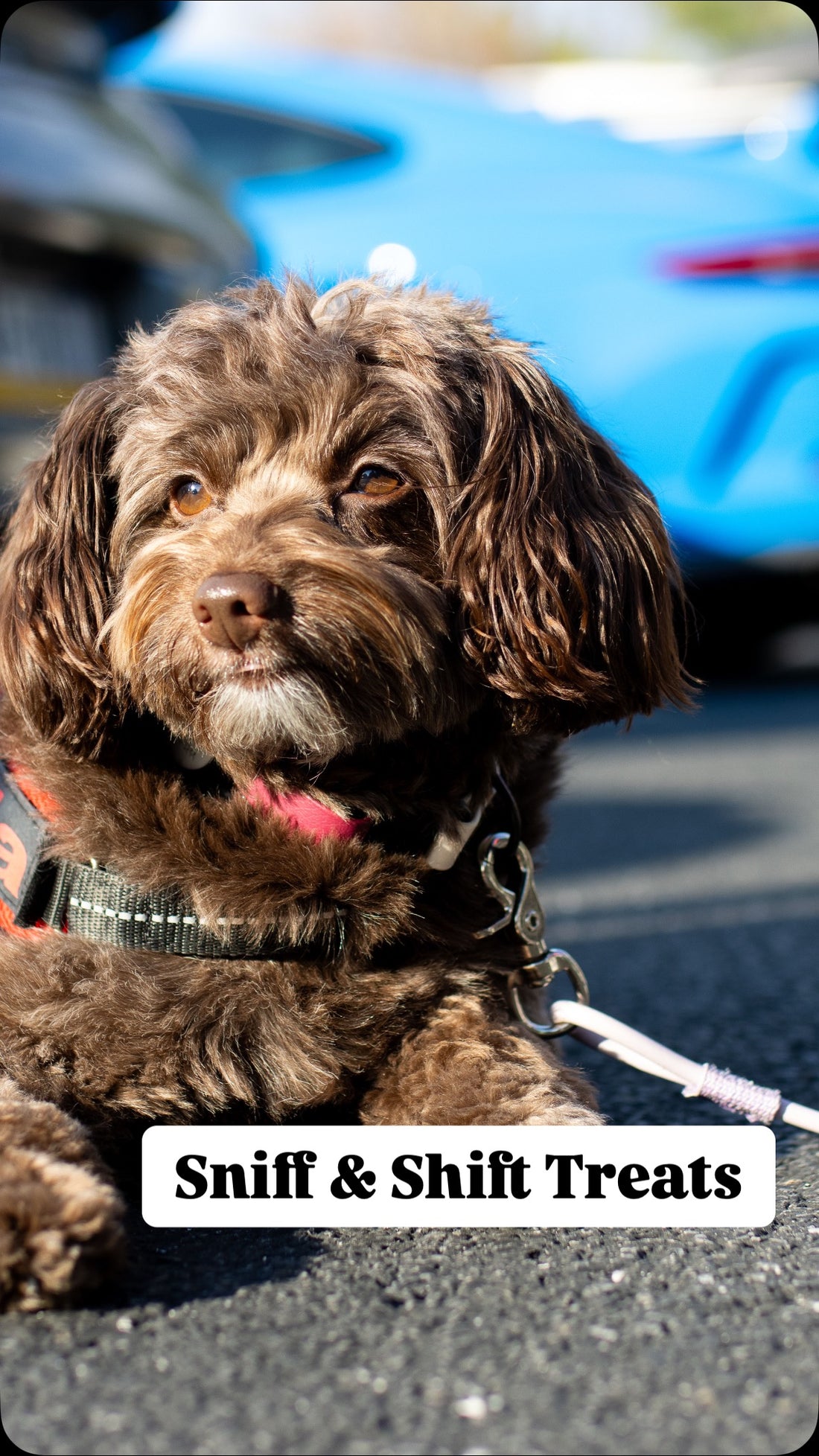 There’s a difference between a nibble and a chomp,Sniff & Shift, Sniff and Shift on Instagram