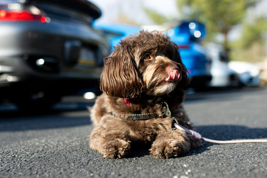 Grabbing the treats, cleaning the cars, and hittin’ the road, Sniff and Shift on Instagram