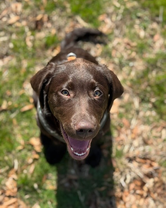 Meet our Co-Pilot of the Week: Tucker, Sniff and Shift on Instagram