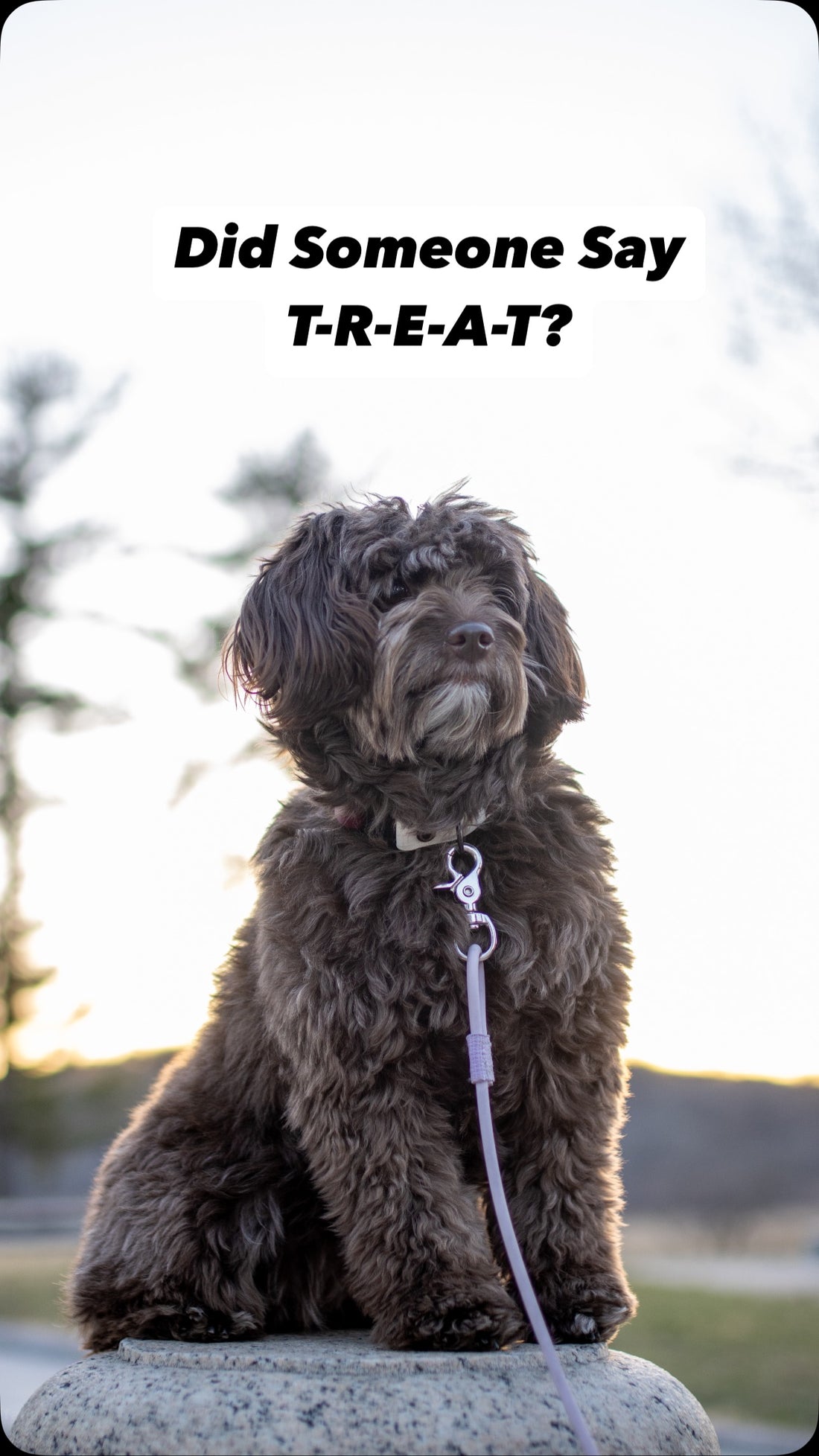 When the nose knows… nothing gets between your pup and their Sniff, Sniff and Shift on Instagram