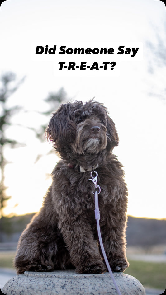 When the nose knows… nothing gets between your pup and their Sniff, Sniff and Shift on Instagram