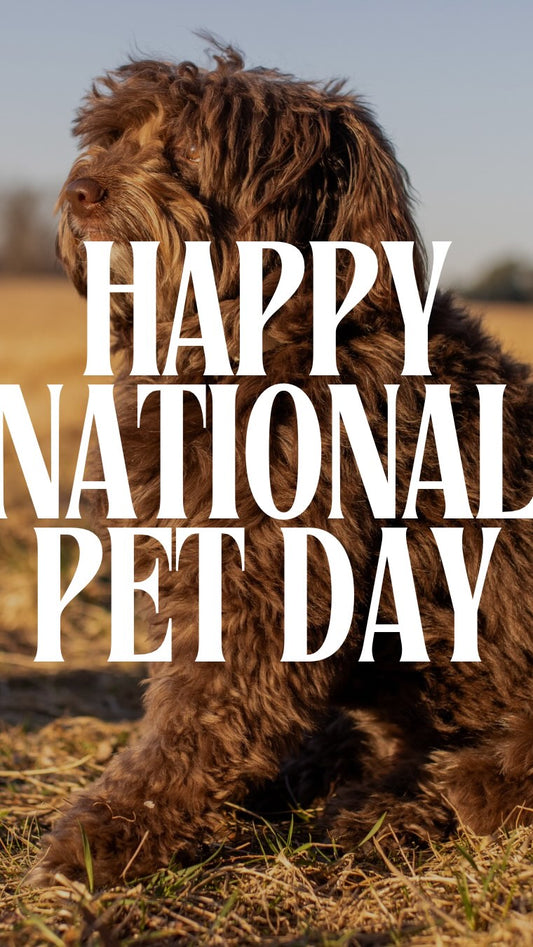 They’re not just pets,they’re our ride or die, our co-pilots, and, Sniff and Shift on Instagram