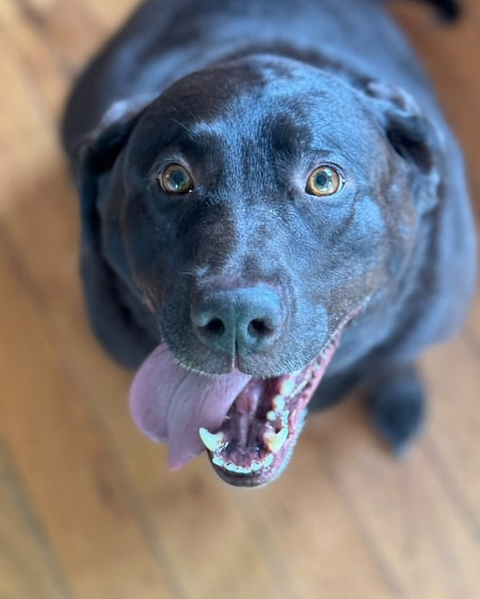 Co-Pilot of the Week goes to none other than Bruce, Sniff and Shift on Instagram