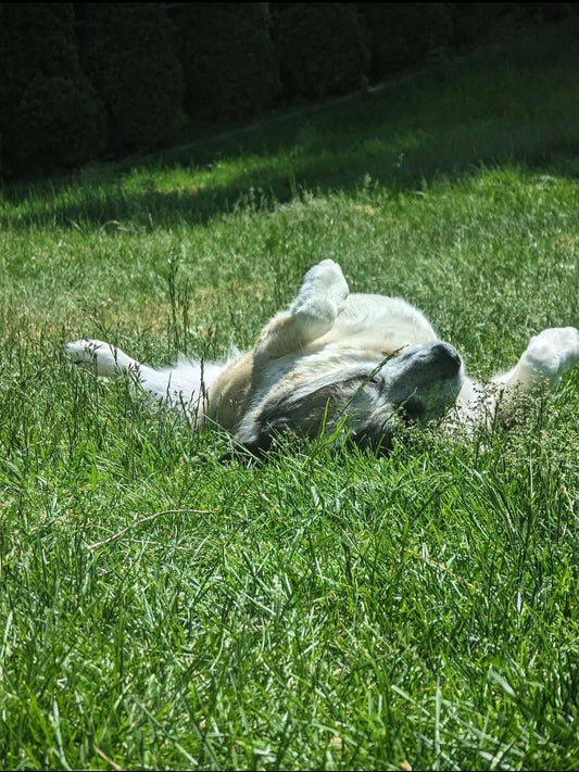 CO-PILOT OF THE WEEK: CHESNEY, Sniff and Shift on Instagram
