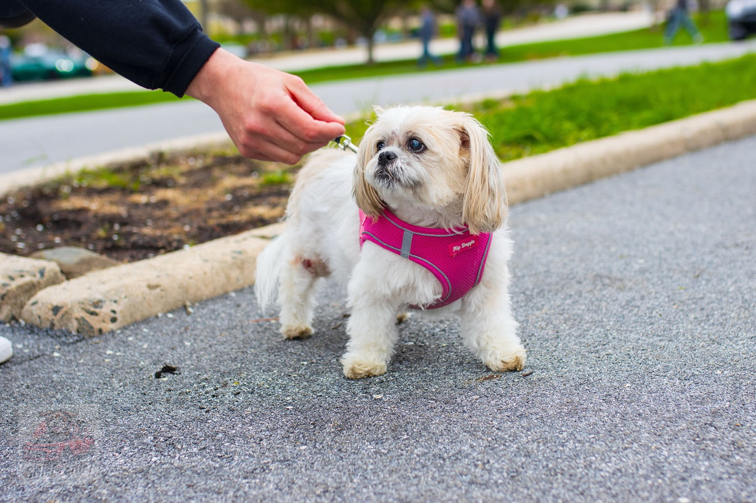 New to the lineup, Sniff and Shift on Instagram