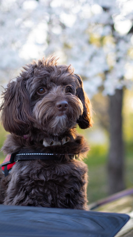 Are you sick of us yet, Sniff and Shift on Instagram