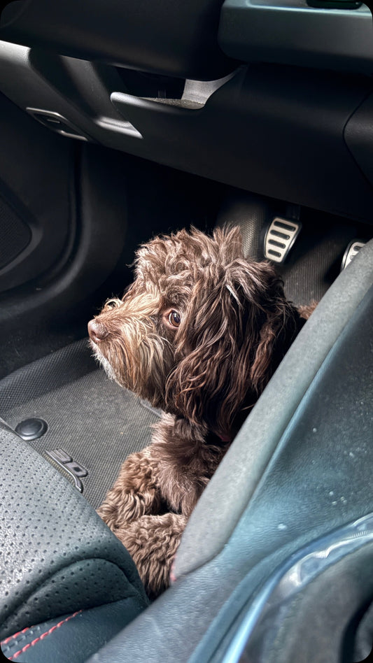 Fuel your pup’s next adventure with Sniff & Shift treats, 100%, Sniff and Shift on Instagram