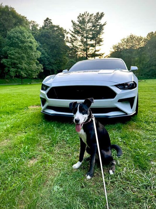 Co-Pilot of the Week: Mia, Sniff and Shift on Instagram