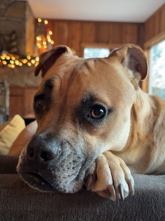 Meet our Co-Pilot of the Week: Mae Mae, Sniff and Shift on Instagram