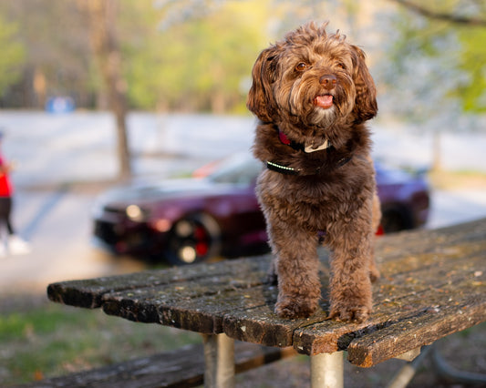 Happy Mother’s Day from all of us at Sniff & Shift, Sniff and Shift on Instagram