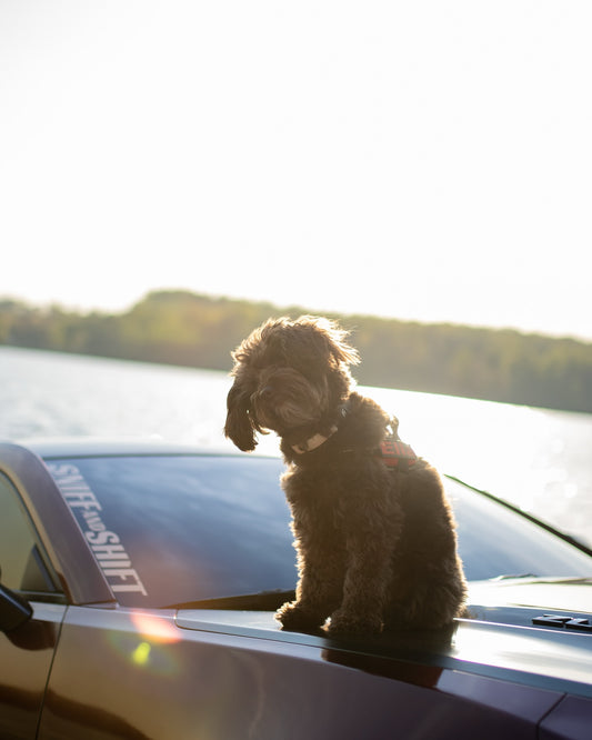 We’ve got a packed weekend ahead and we’re so here for it, Sniff and Shift on Instagram