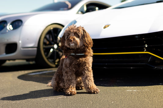 Due to inclement weather, the ADK Road Rally has been postponed, Sniff and Shift on Instagram
