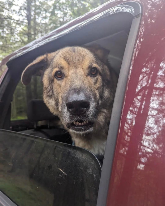 Co-Pilot of the Week: Niko, Sniff and Shift on Instagram