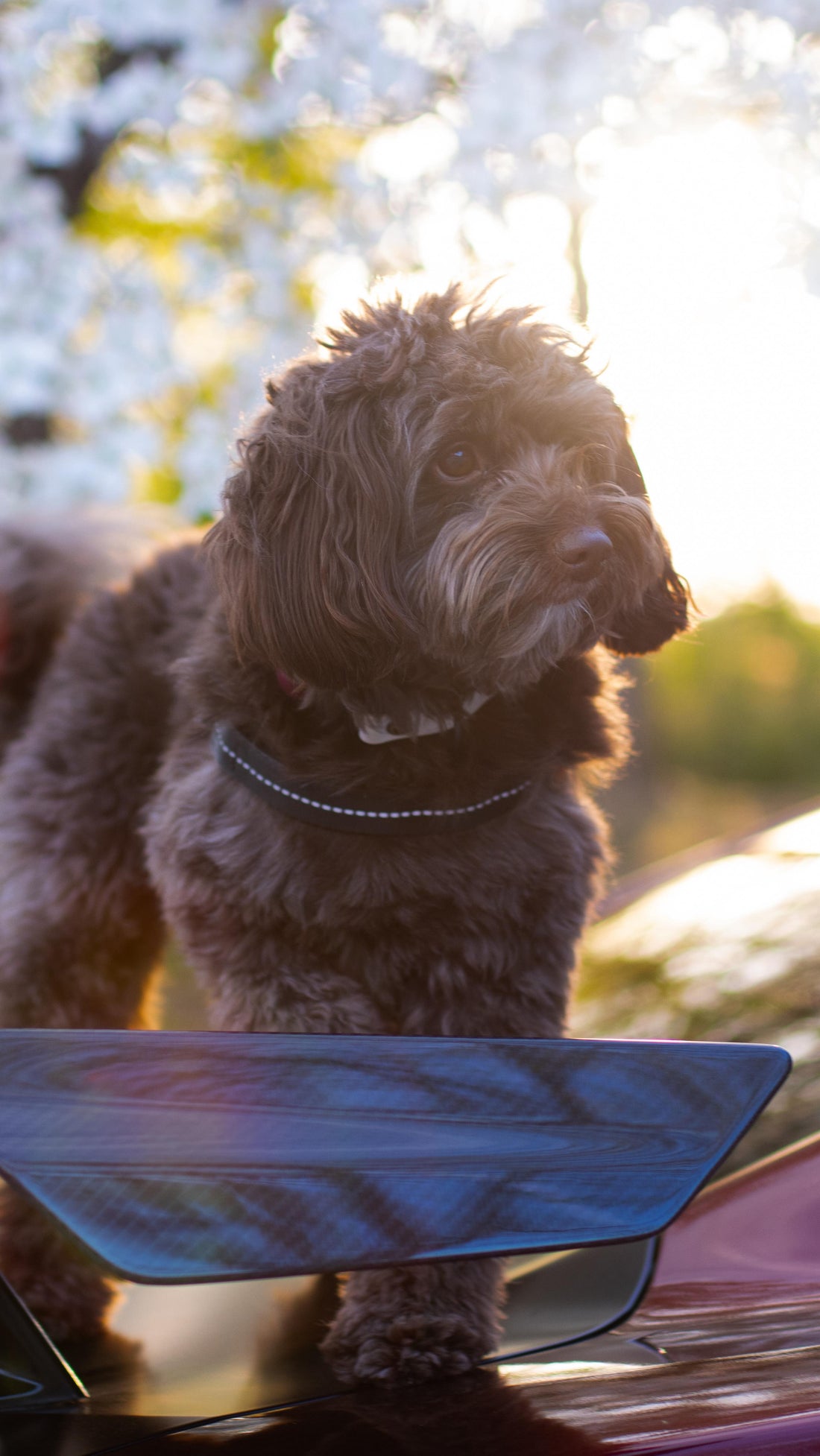 Life’s just better with a dog by your side, Sniff and Shift on Instagram