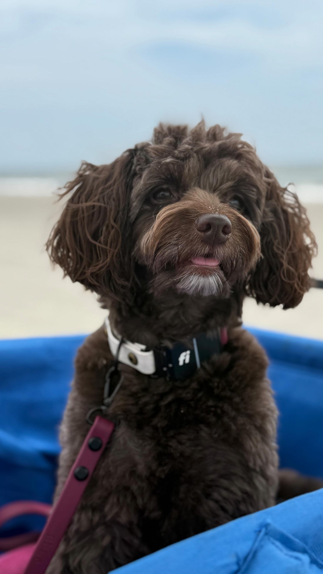 Life with a dog: full of tail wags, muddy paws, and unconditional love, Sniff and Shift on Instagram