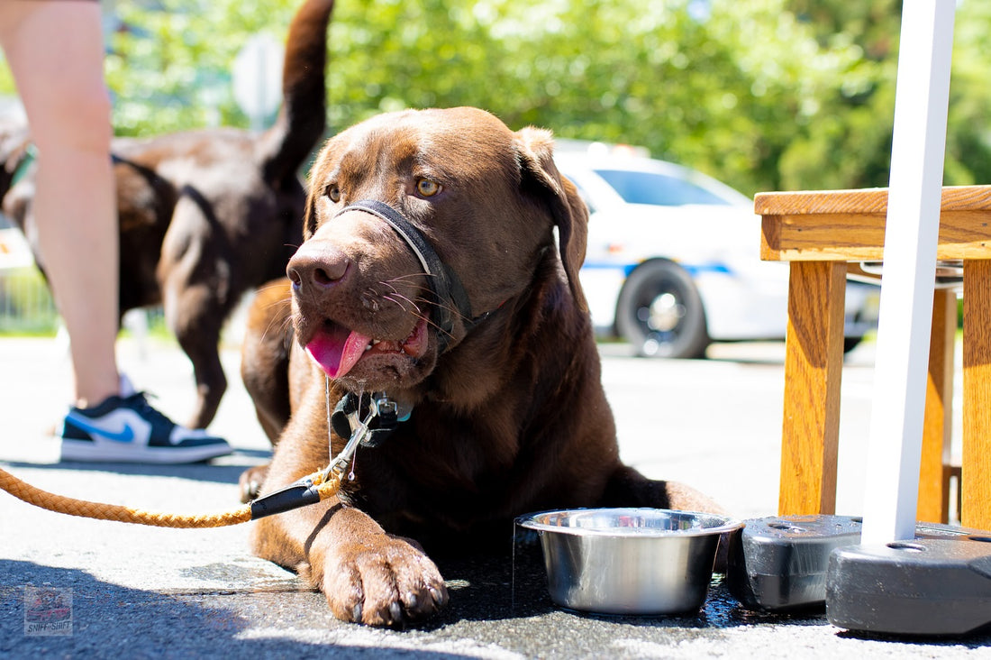 Loving seeing everyone’s pups at today’s Doggie Derby,even with, Sniff and Shift on Instagram