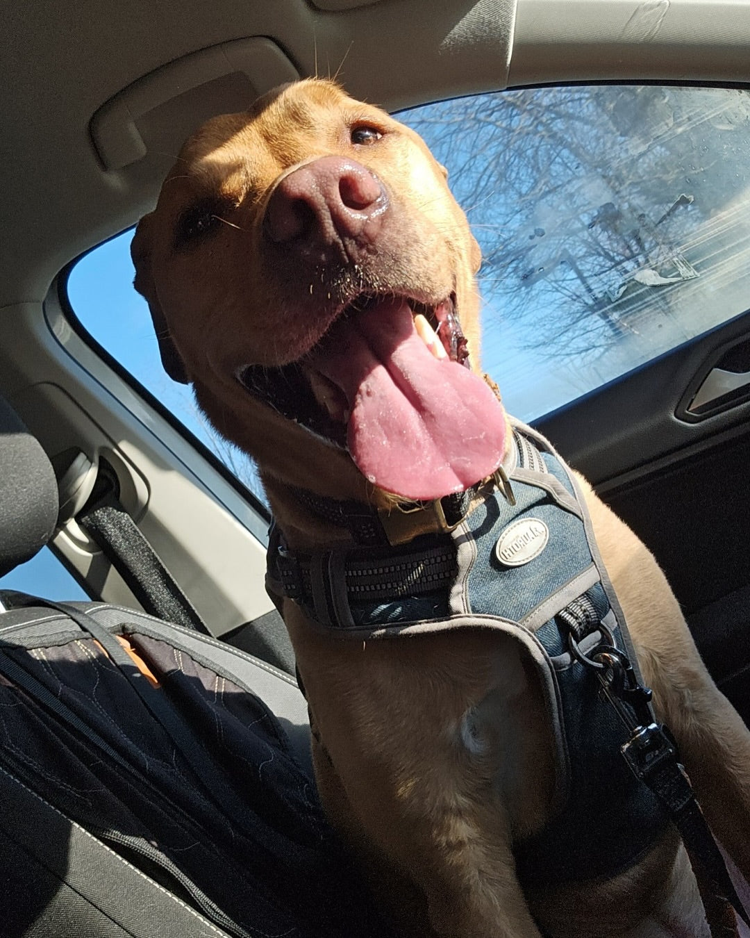 Meet our Co-Pilot of the Week: Gunther, Sniff and Shift on Instagram
