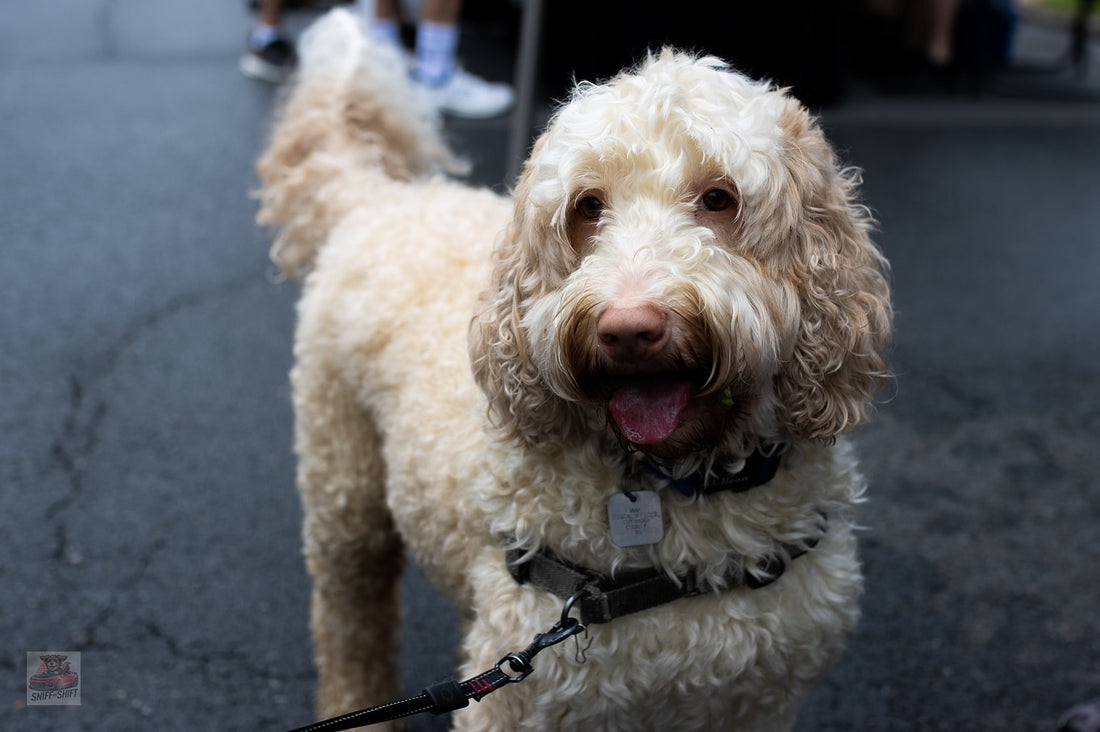 Rainy days don’t have to mean lazy days, Sniff and Shift on Instagram